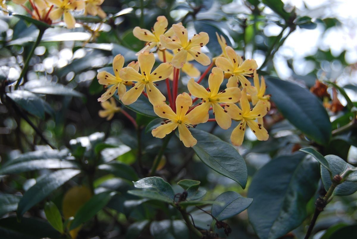 Rhododendron exuberans flower