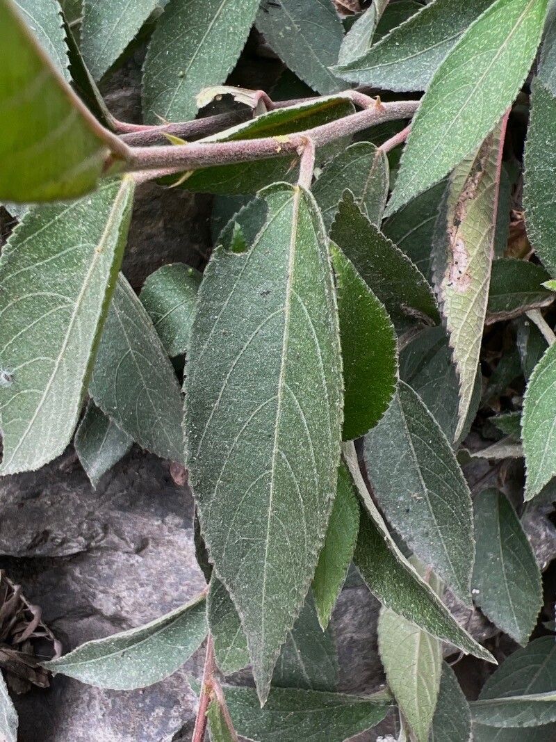 Acalypha phleoides — search result for 'Acalypha'