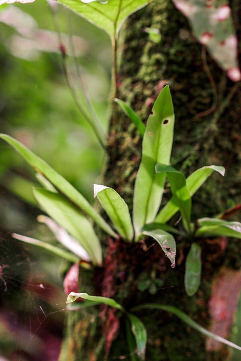 Elaphoglossum longicrure — houseplant care guide