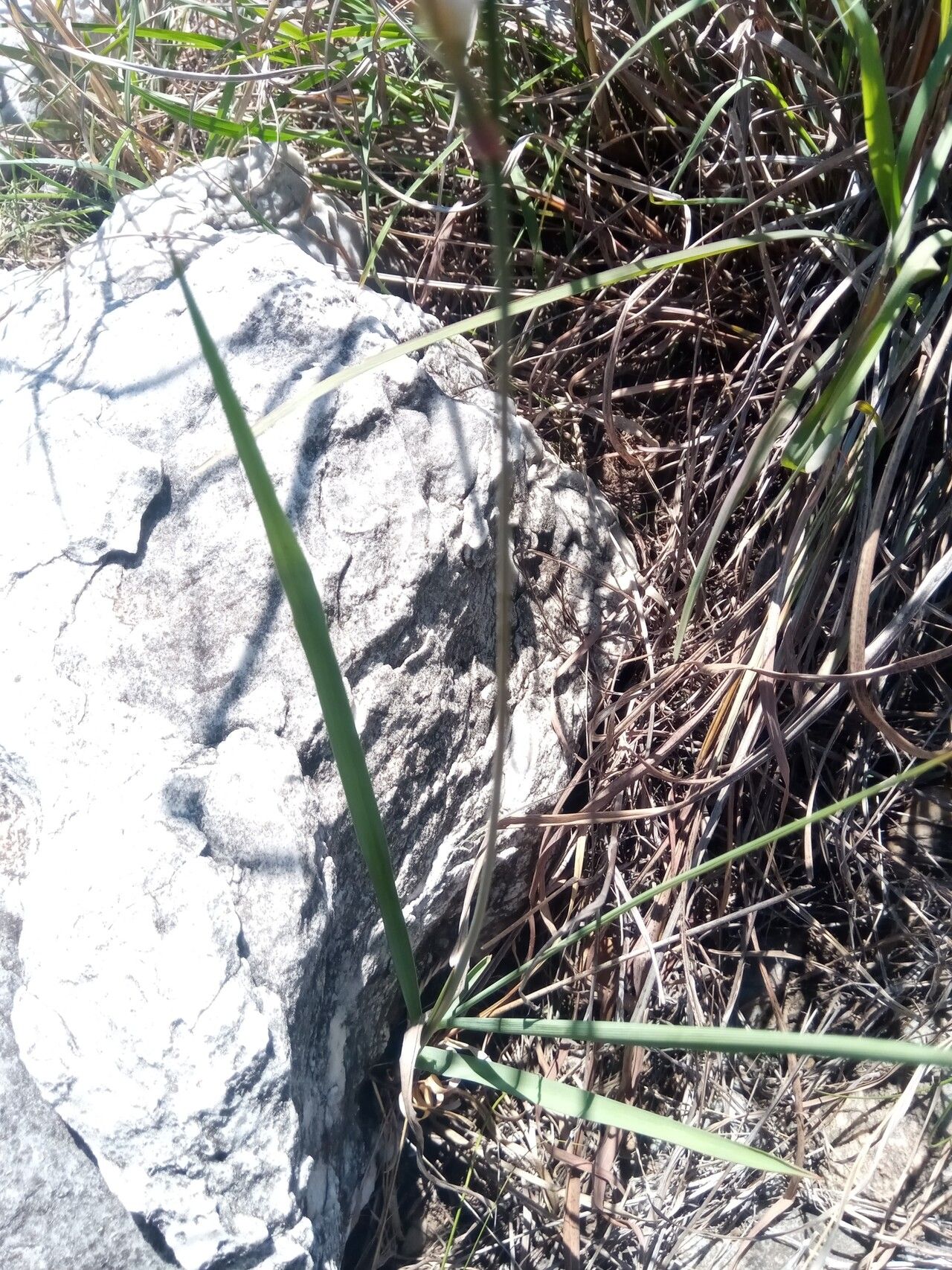 Chlorophytum dianellifolium — search result for 'Chlorophytum'