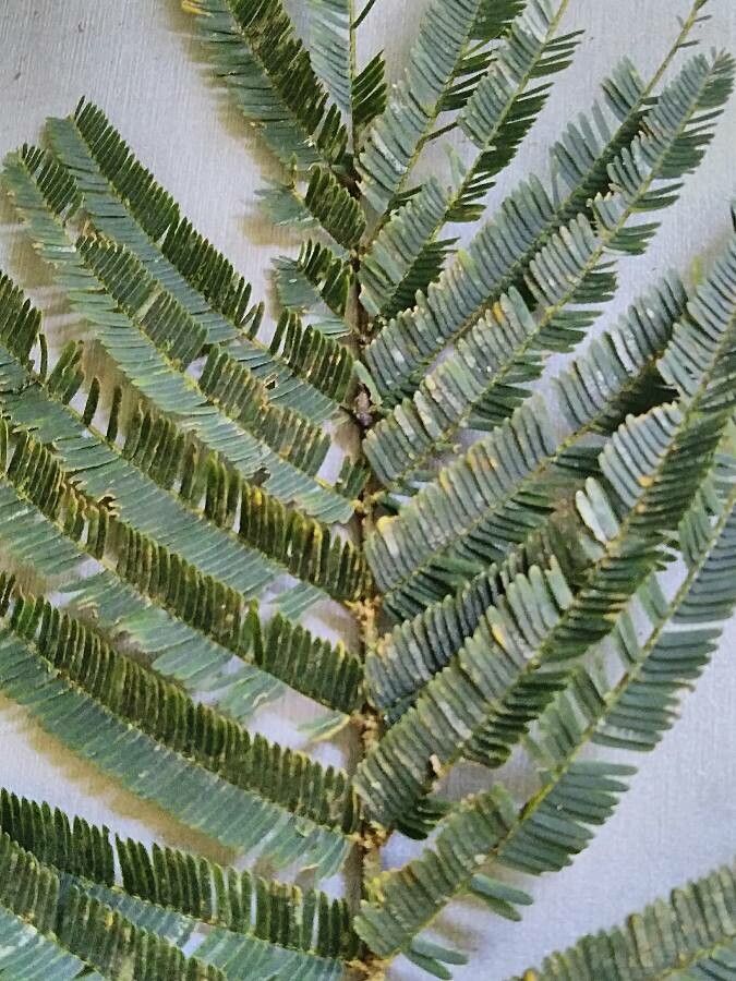 Zapoteca portoricensis — related species from the same genus