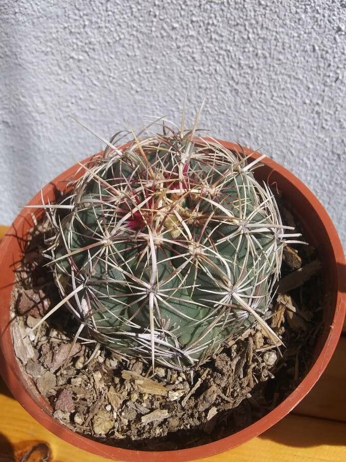Thelocactus bicolor flower