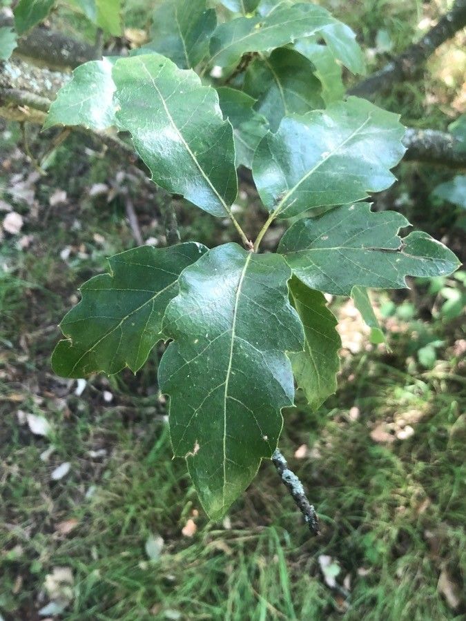 Quercus × hispanica leaf