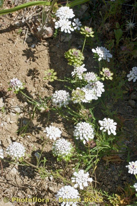 Iberis nazarita habit