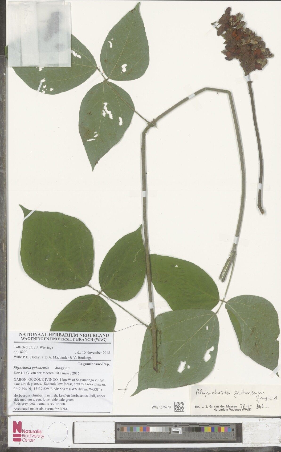 Rhynchosia mannii — houseplant care guide