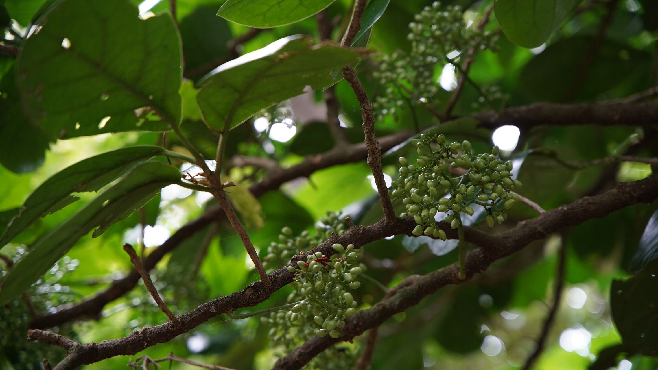 Pennantia endlicheri fruit