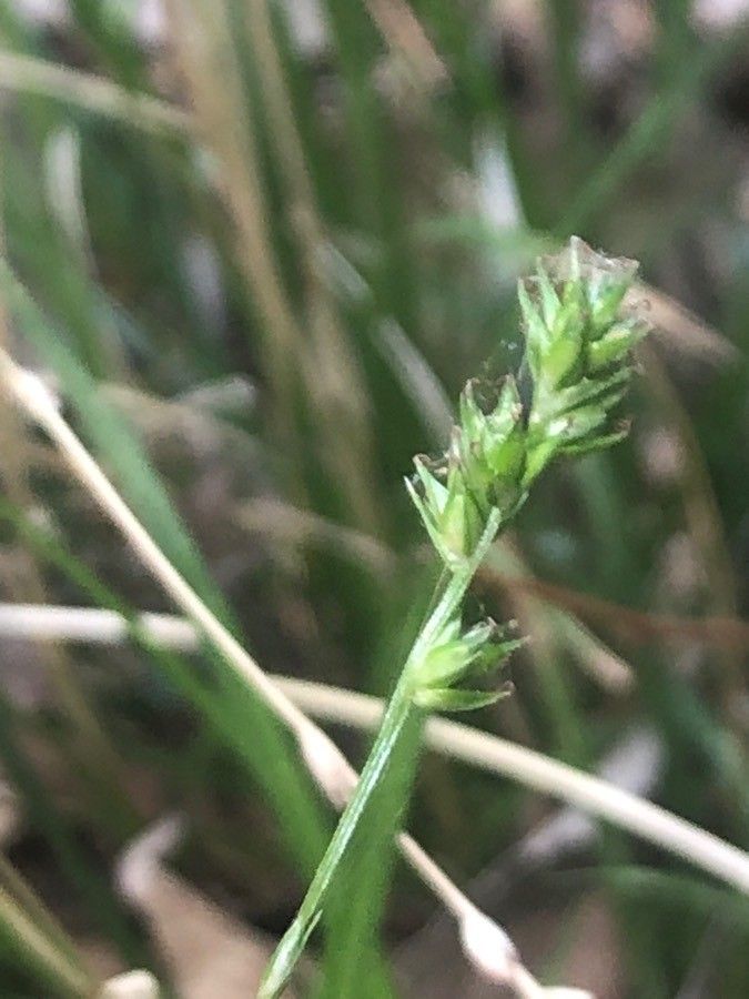 Juncus balticus fruit