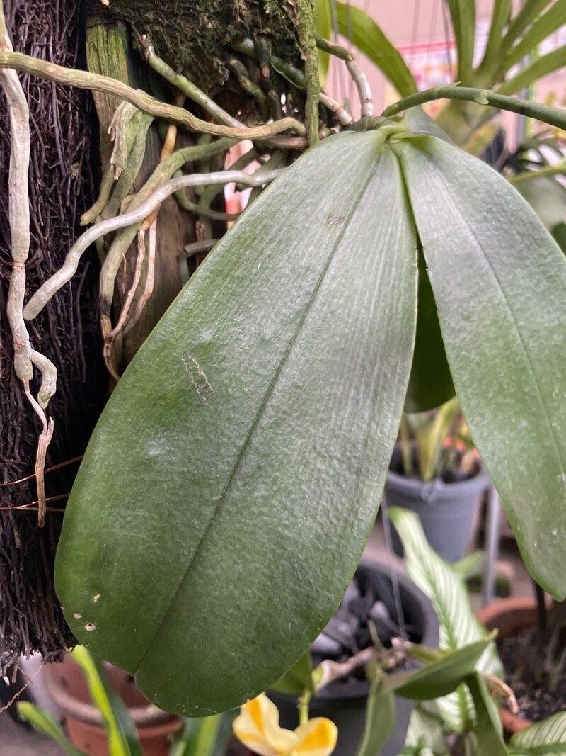 Phalaenopsis violacea — pet friendly houseplant