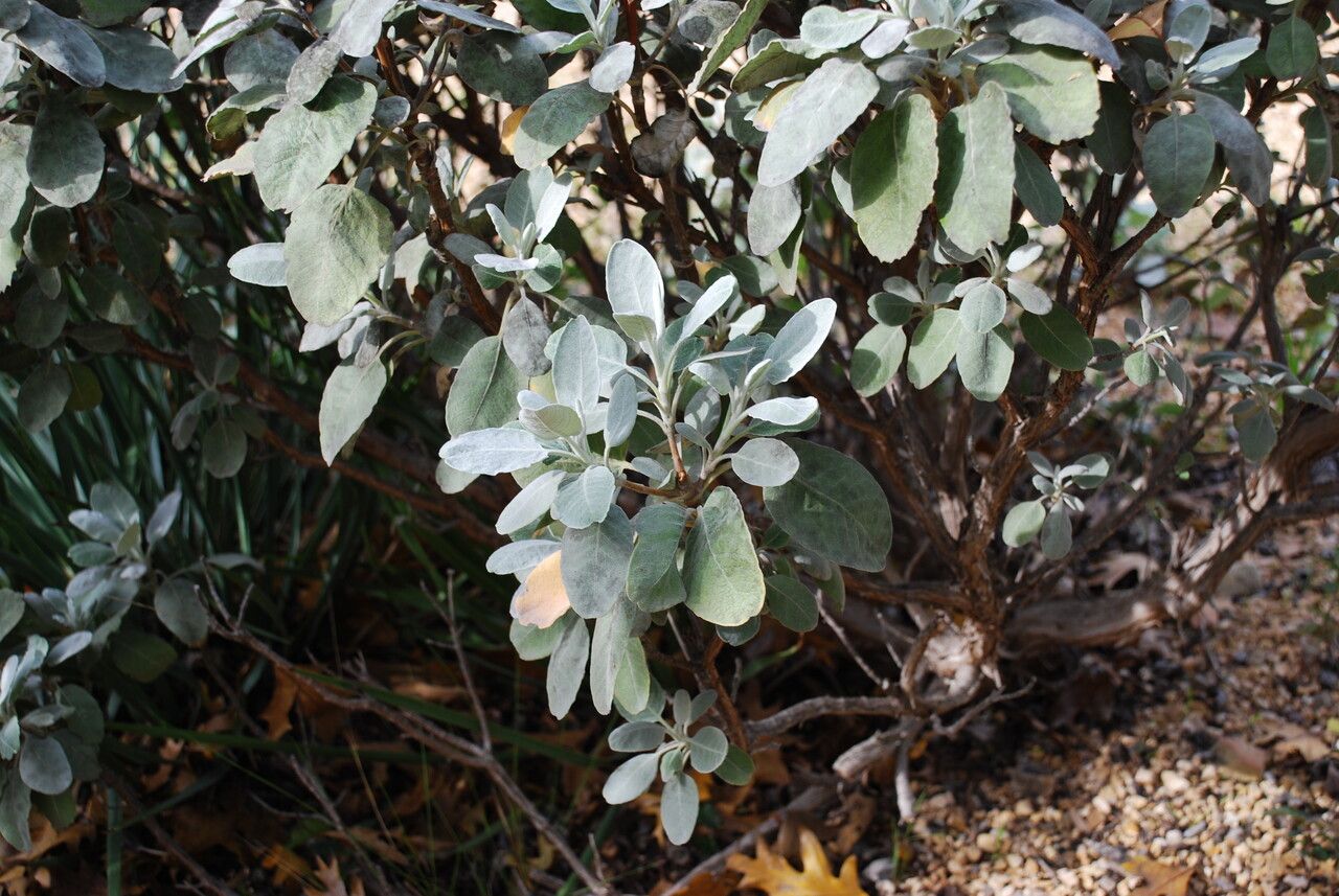 Eriogonum giganteum — search result for 'Eriogonum'