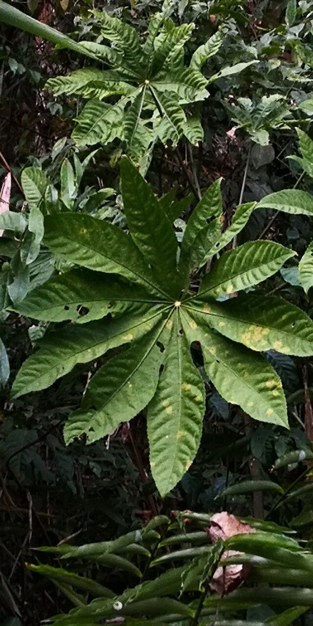 Trevesia palmata leaf