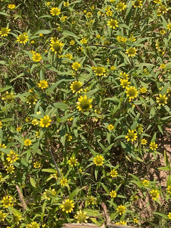 Sanvitalia abertii flower