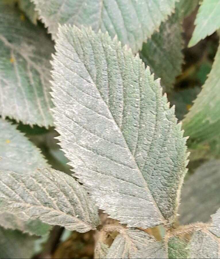 Rubus imperialis leaf