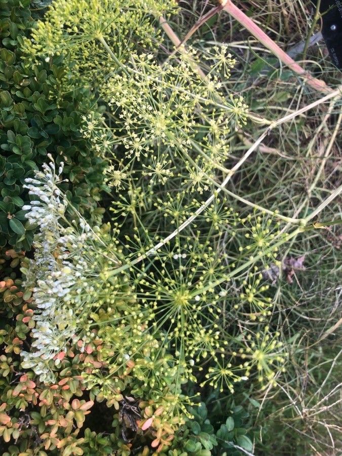 Peucedanum officinale flower