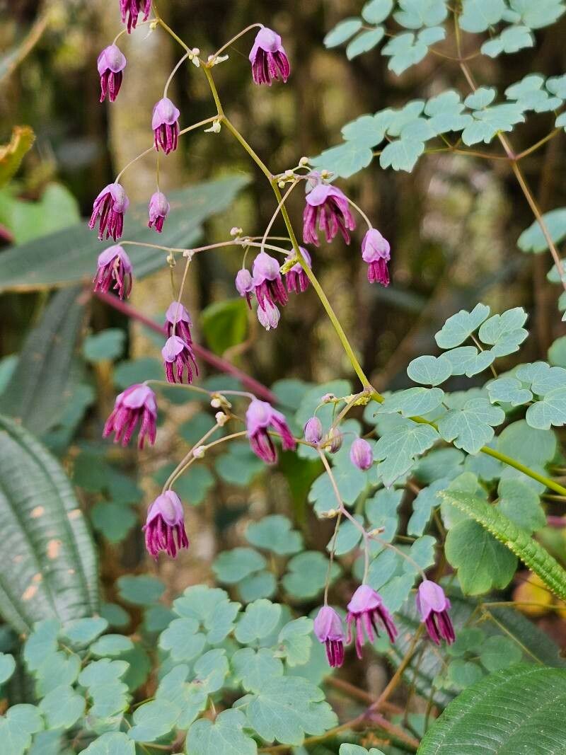 Thalictrum podocarpum flower