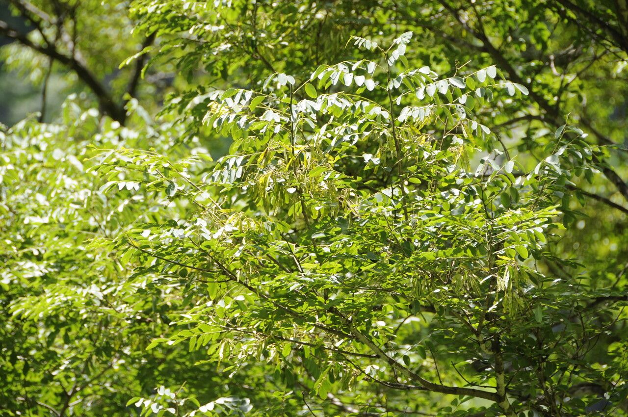 Dalbergia pinnata habit