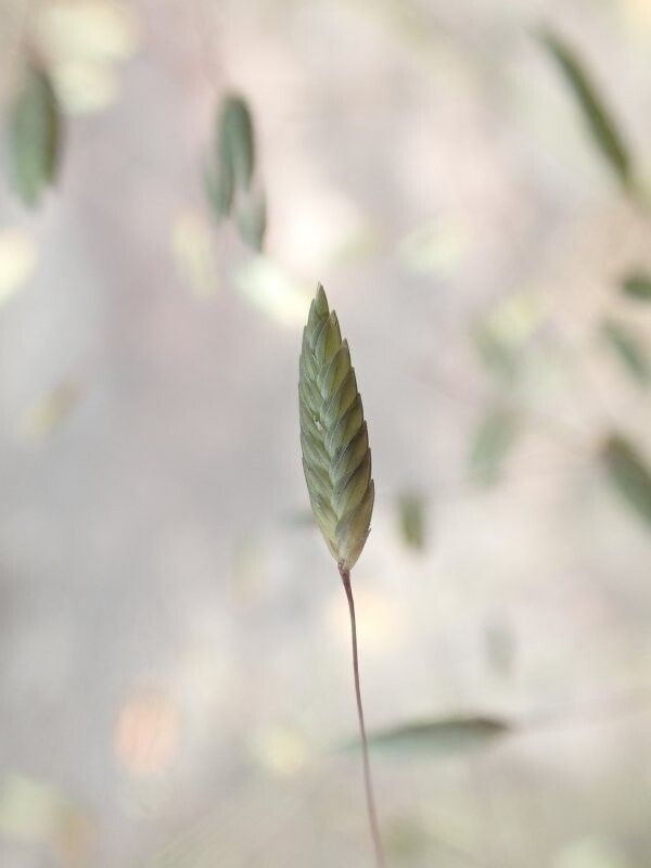 Eragrostis invalida — search result for 'Eragrostis'