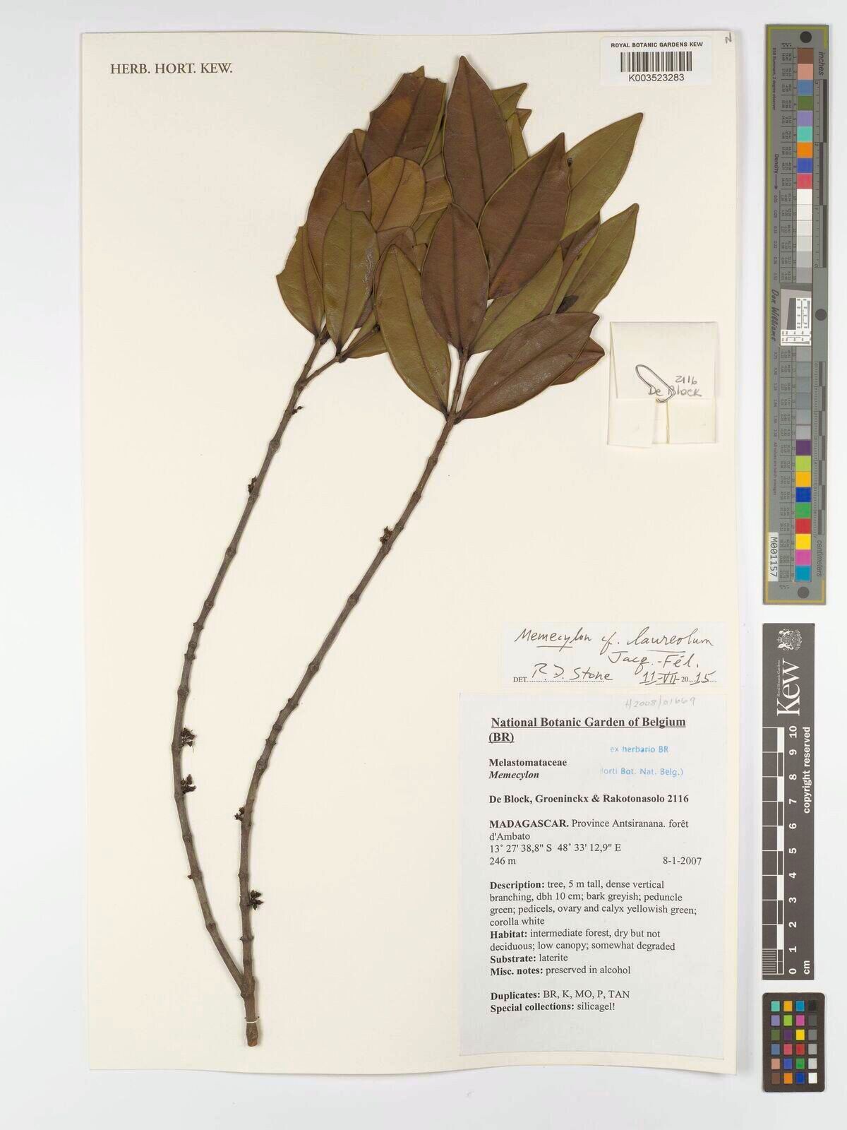 Memecylon laureolum — houseplant care guide