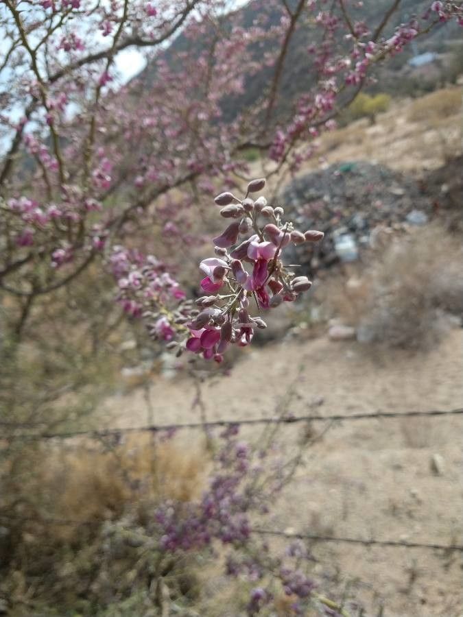 Olneya tesota flower
