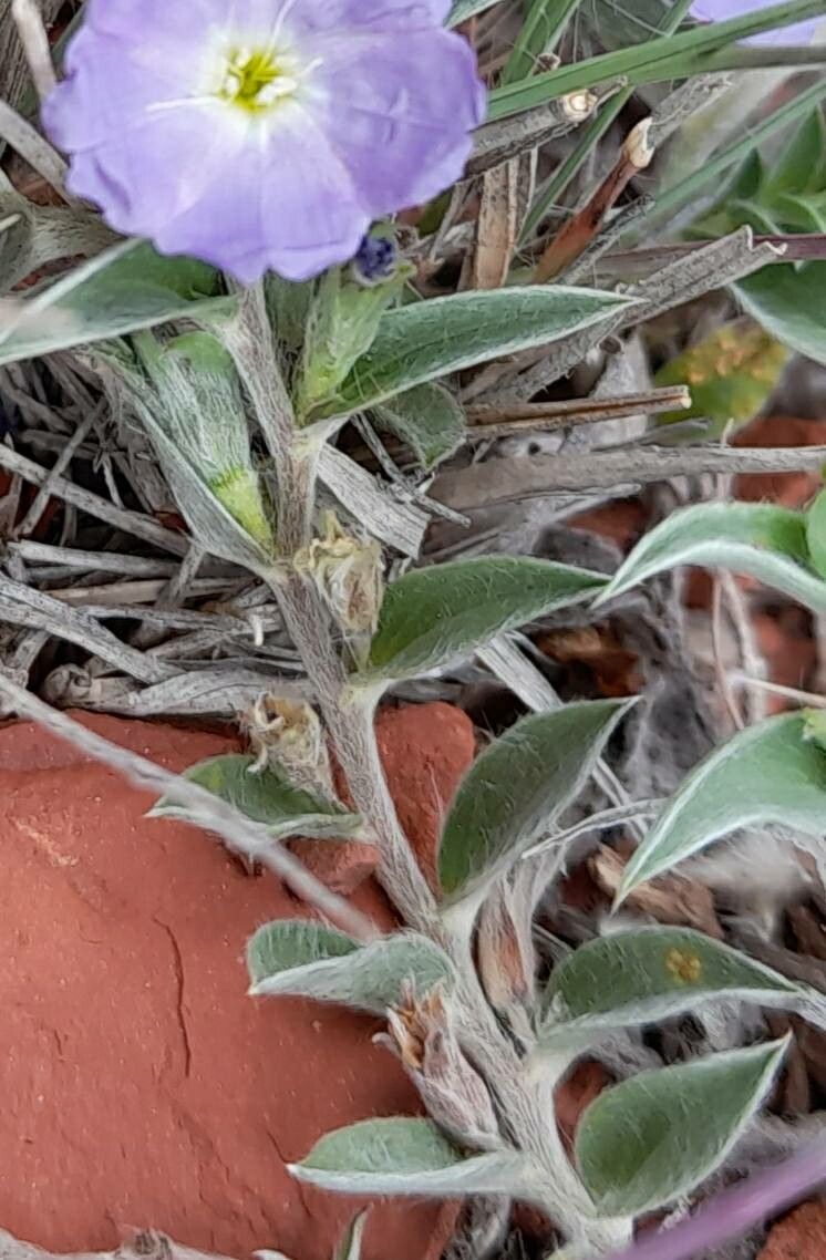 Evolvulus arizonicus leaf