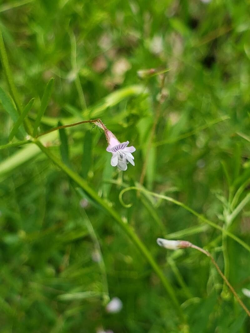 Vicia tetrasperma flower