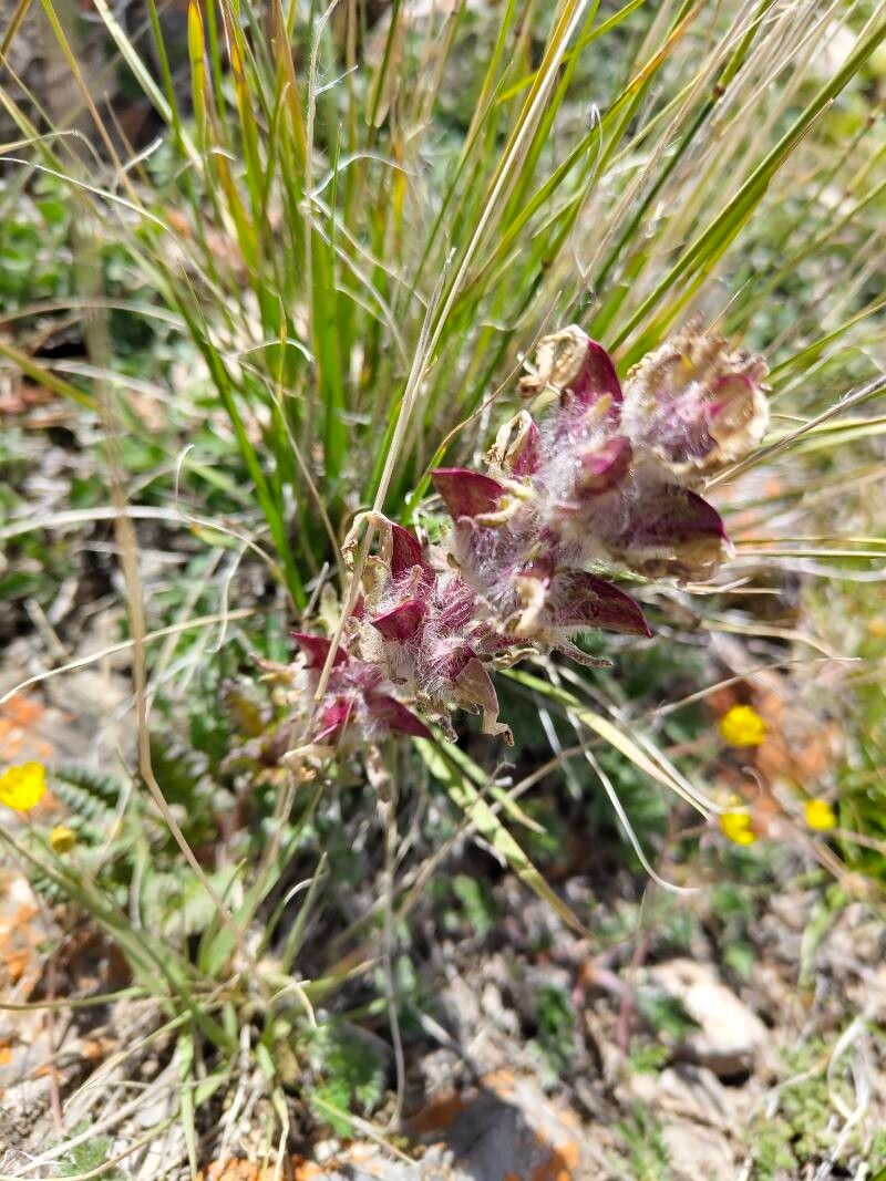 Pedicularis olgae flower