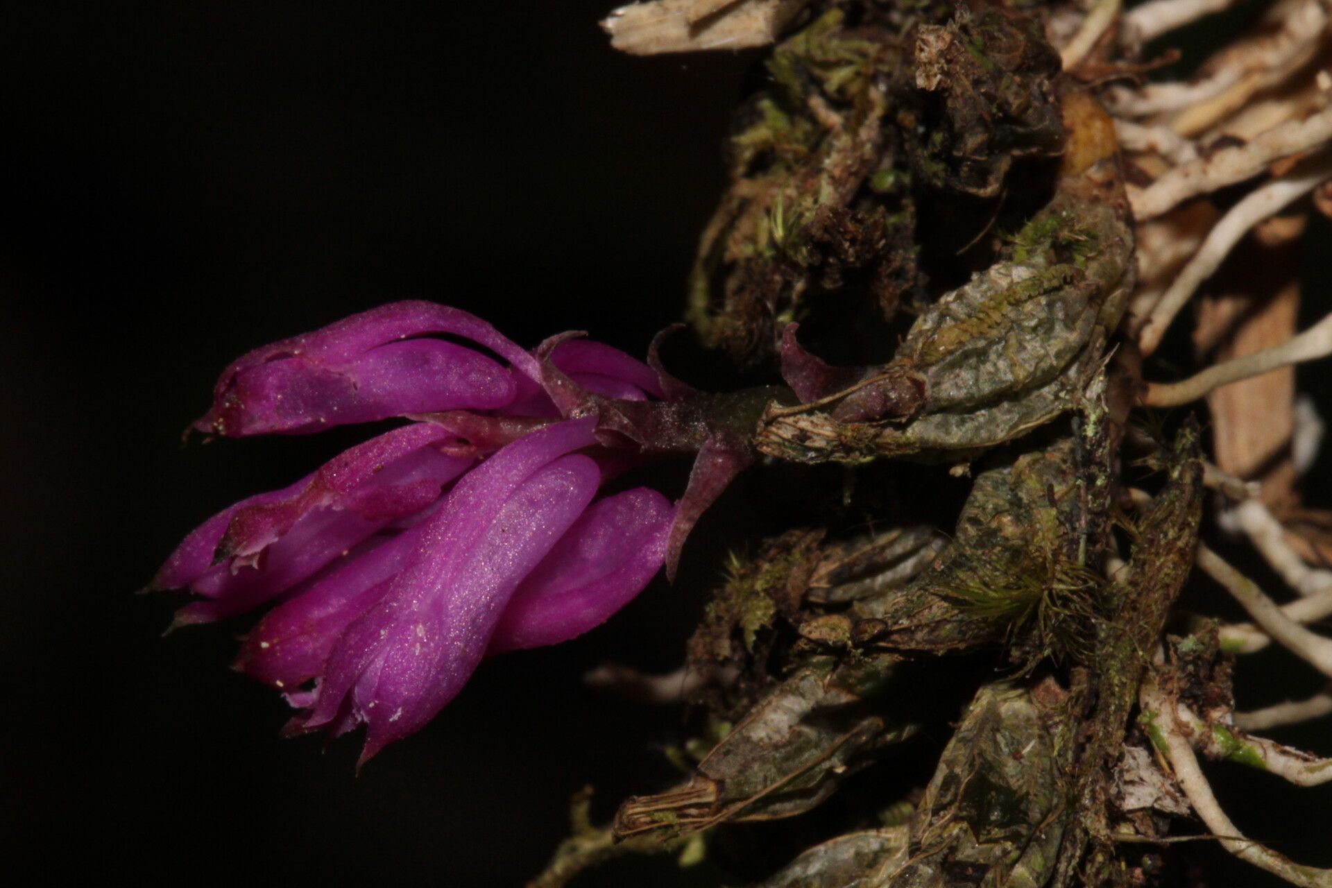 Dendrobium centrosepalum flower