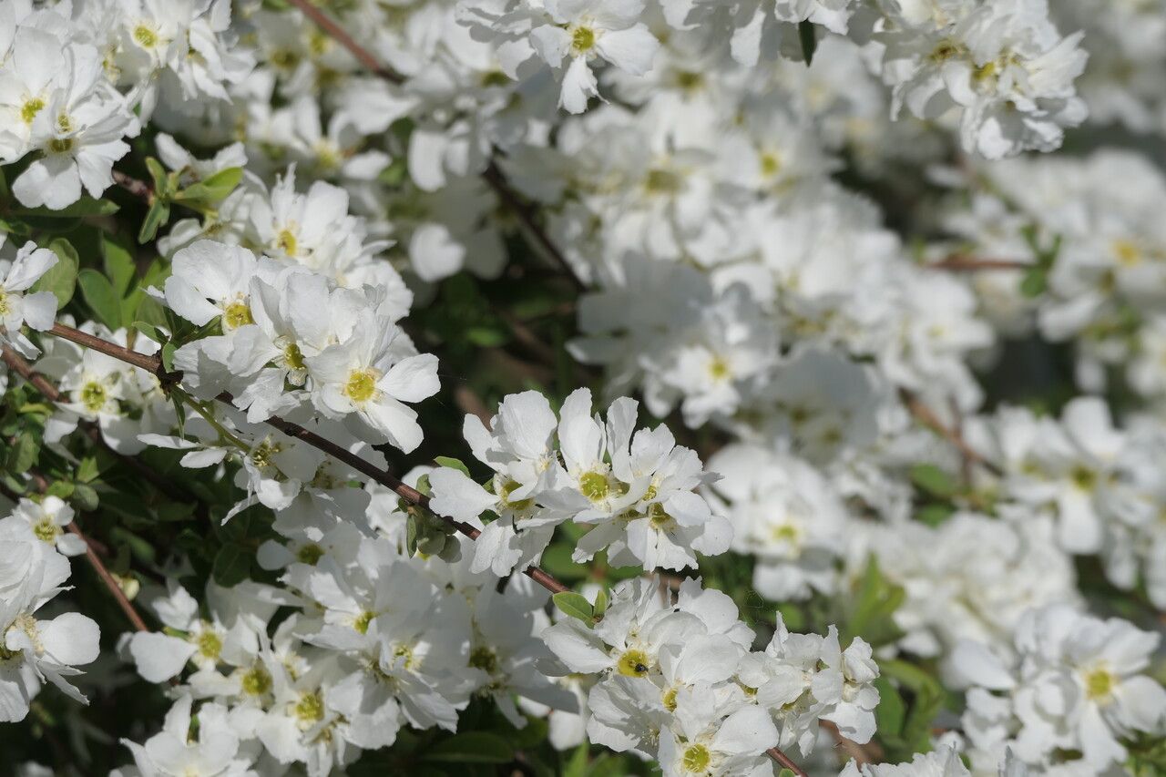 Exochorda × macrantha flower