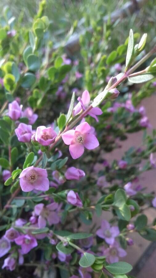Boronia crenulata flower