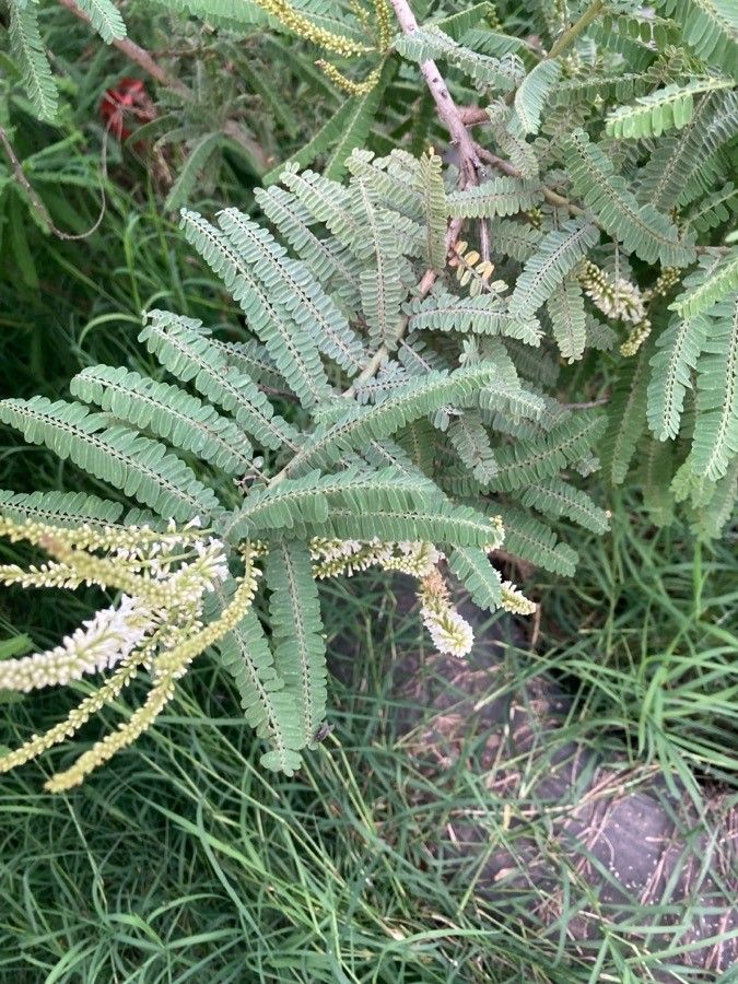 Eysenhardtia polystachya leaf