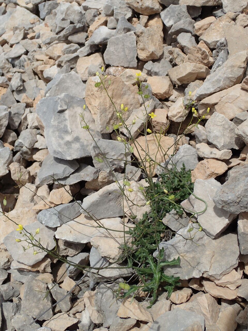 Biscutella lima habit