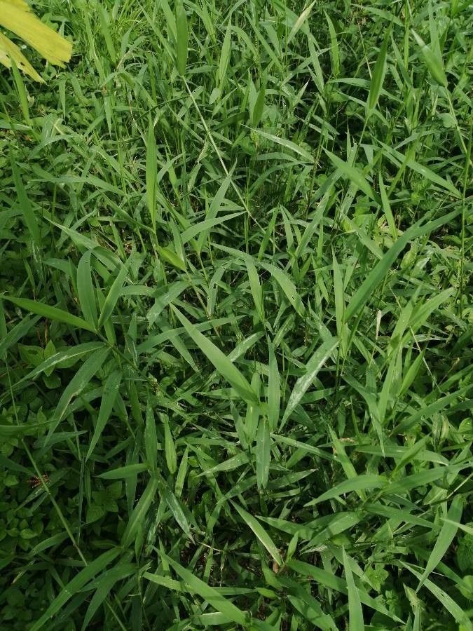 Brachiaria arrecta — related species from the same genus