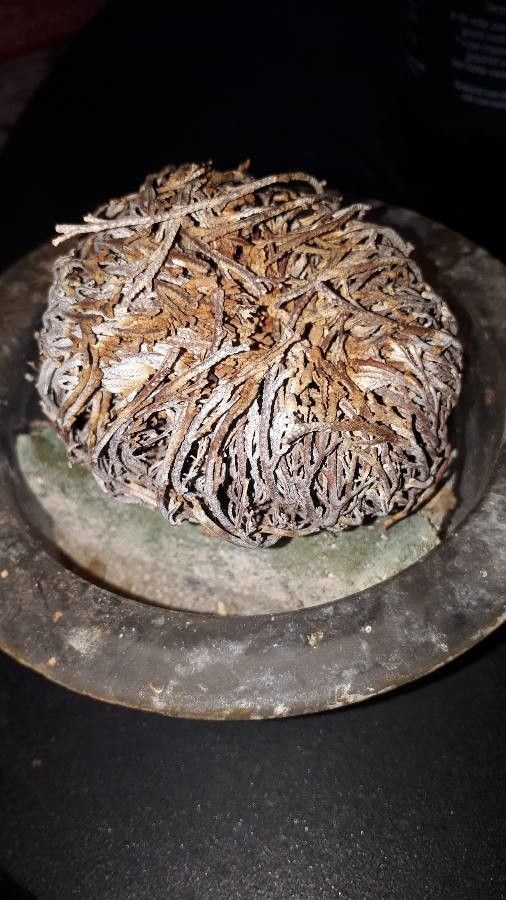 Selaginella lepidophylla flower