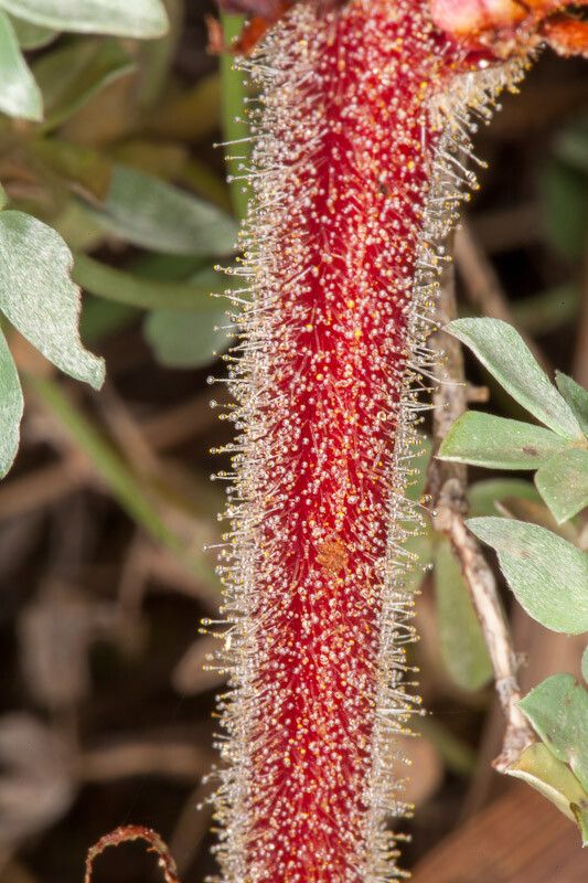 Orobanche sanguinea bark