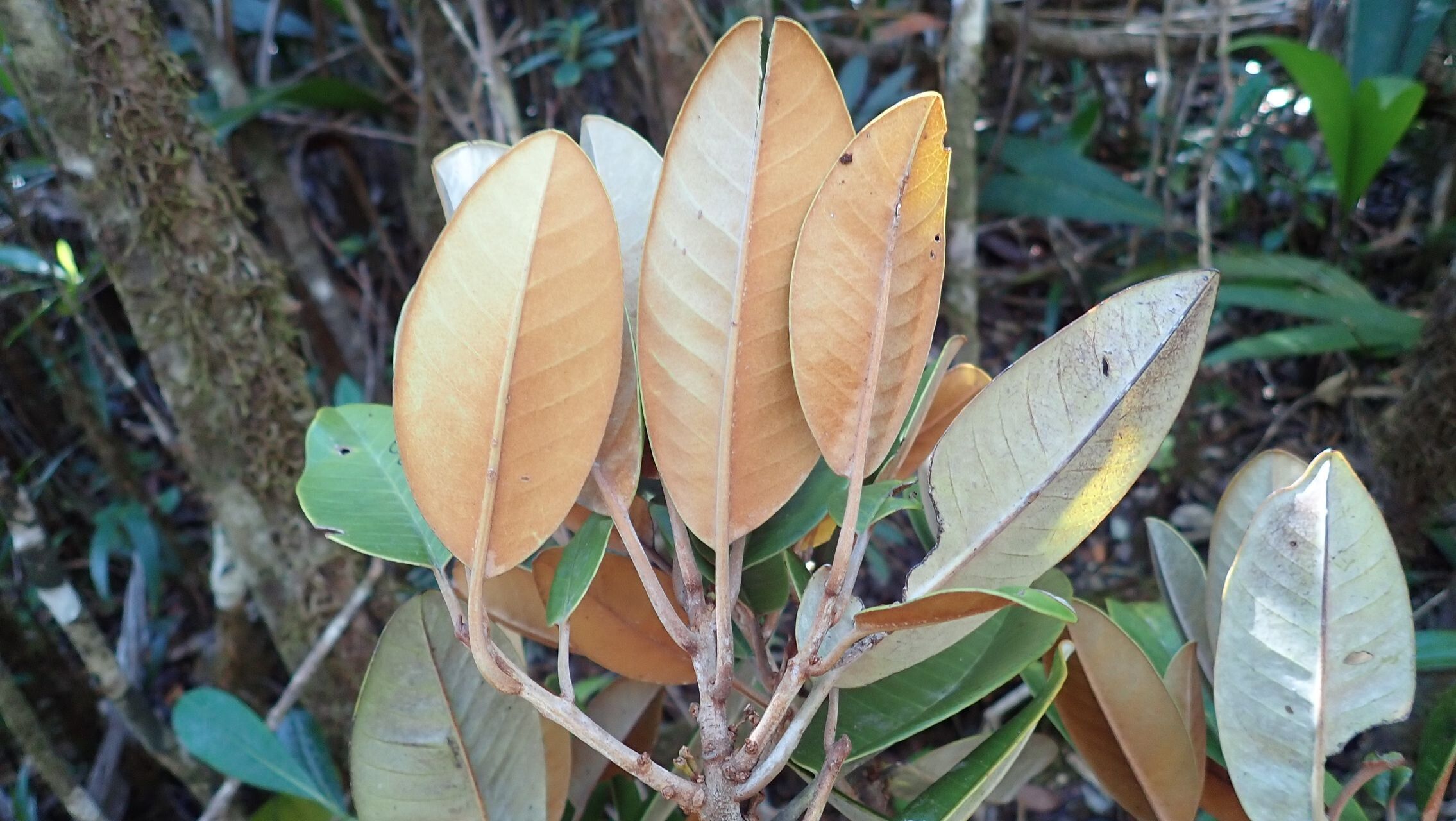 Pycnandra canaliculata habit