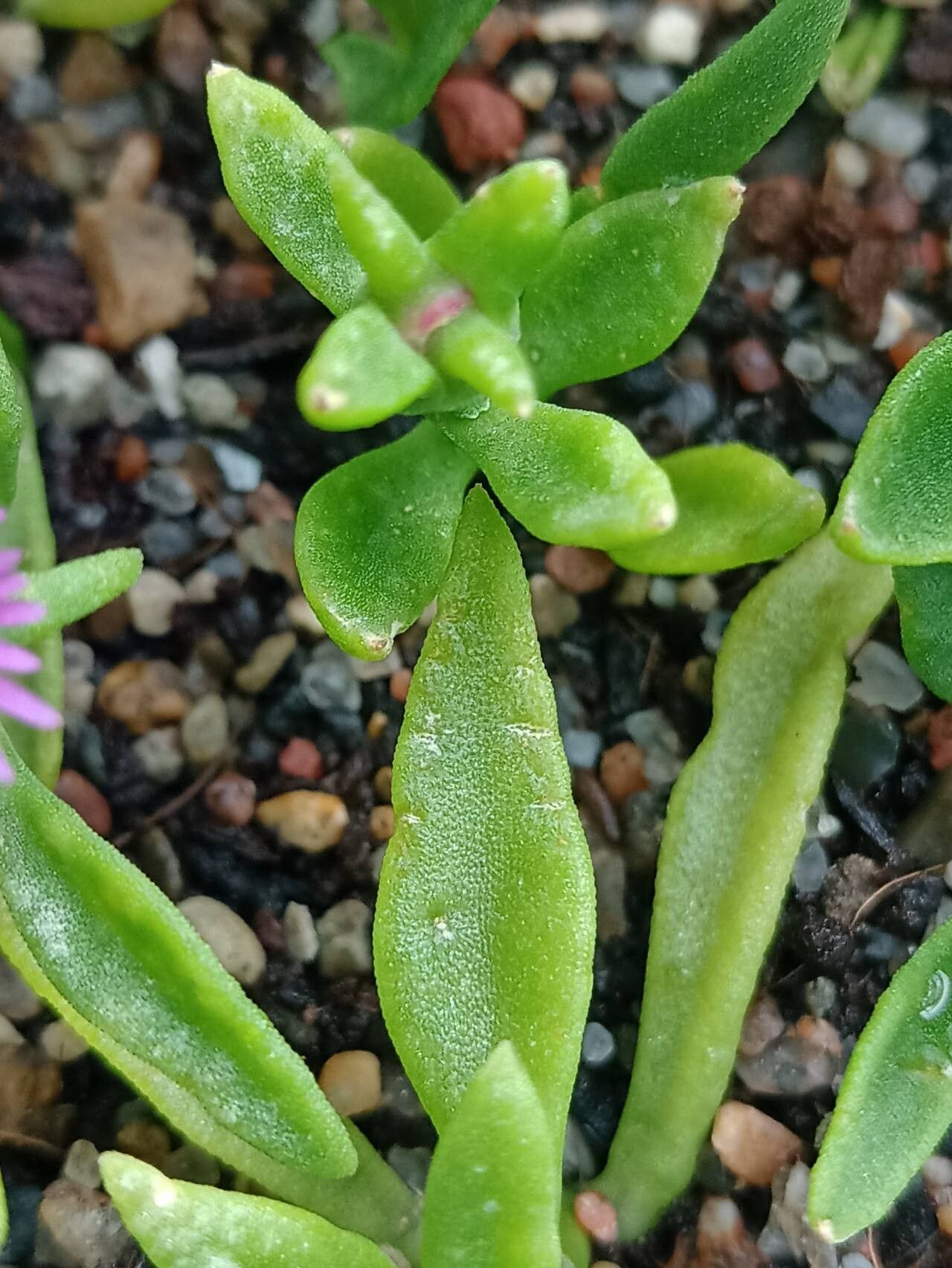 Mesembryanthemum lancifolium — search result for 'Mesembryanthemum'