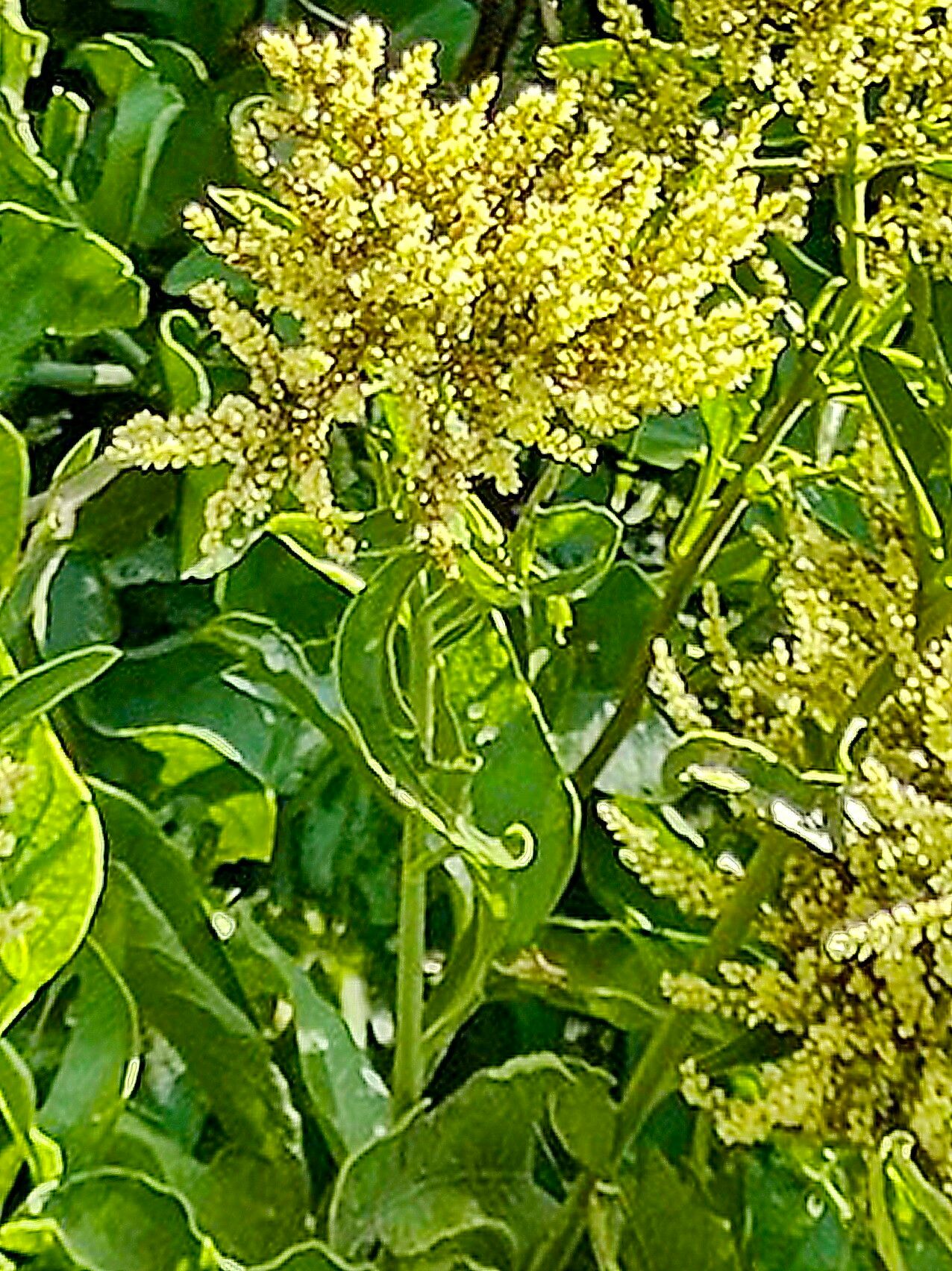 Celosia floribunda — houseplant care guide