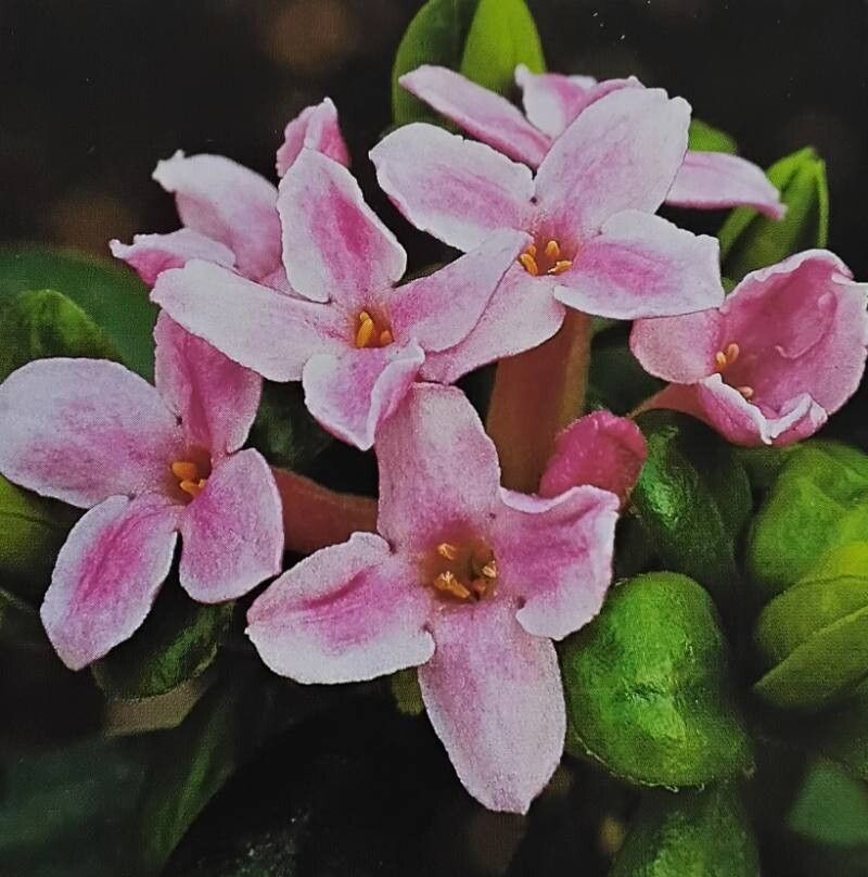 Daphne × neapolitana — search result for 'Daphne'