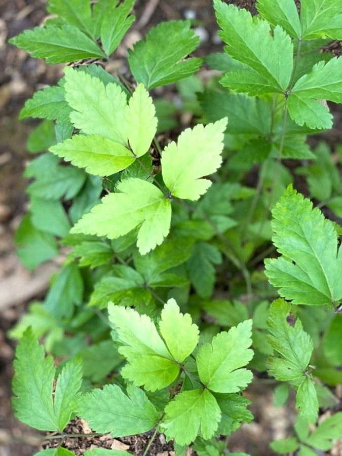 Xanthorhiza simplicissima