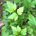 Xanthorhiza simplicissima