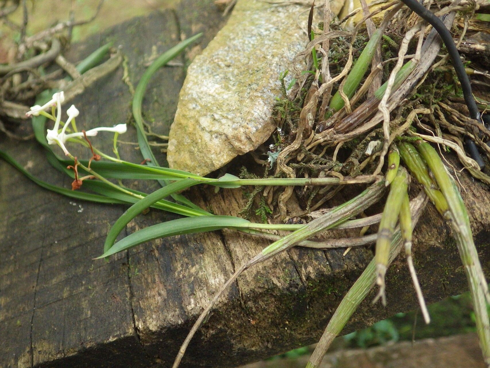 Polystachya anthoceros habit