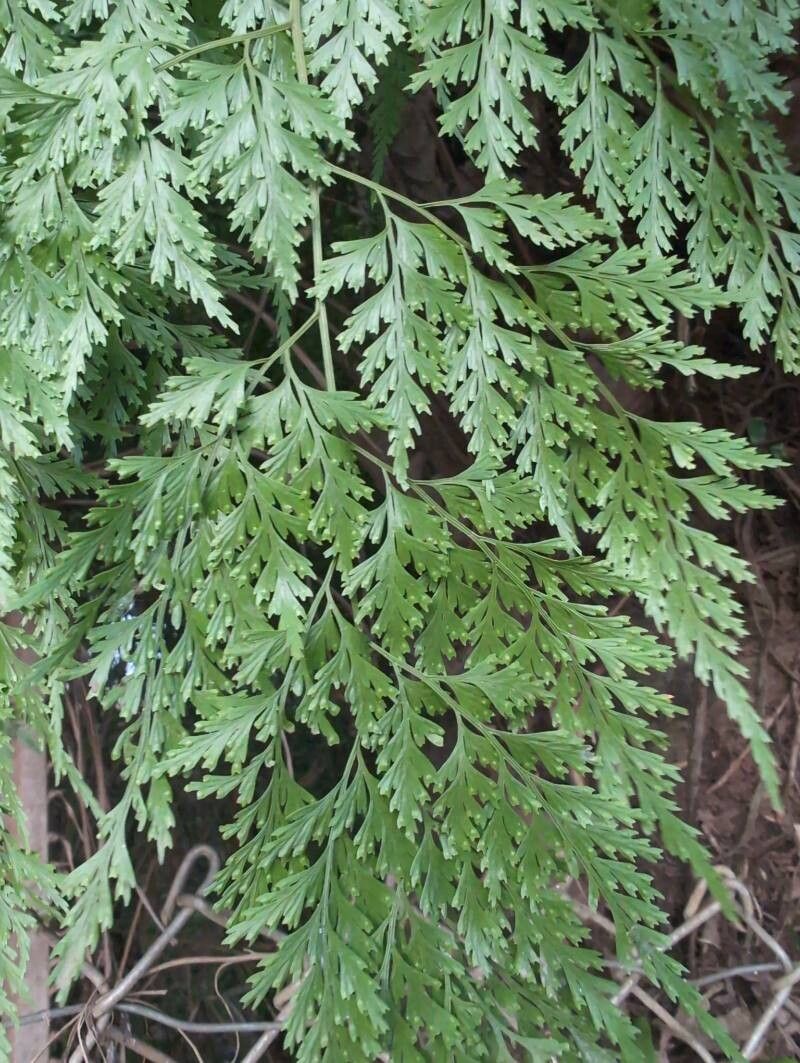 Davallia chaerophylloides leaf