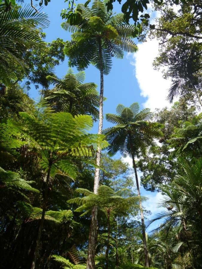 Sphaeropteris intermedia habit