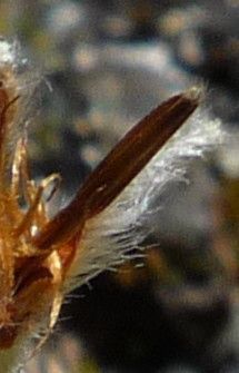 Geranium sessiliflorum fruit