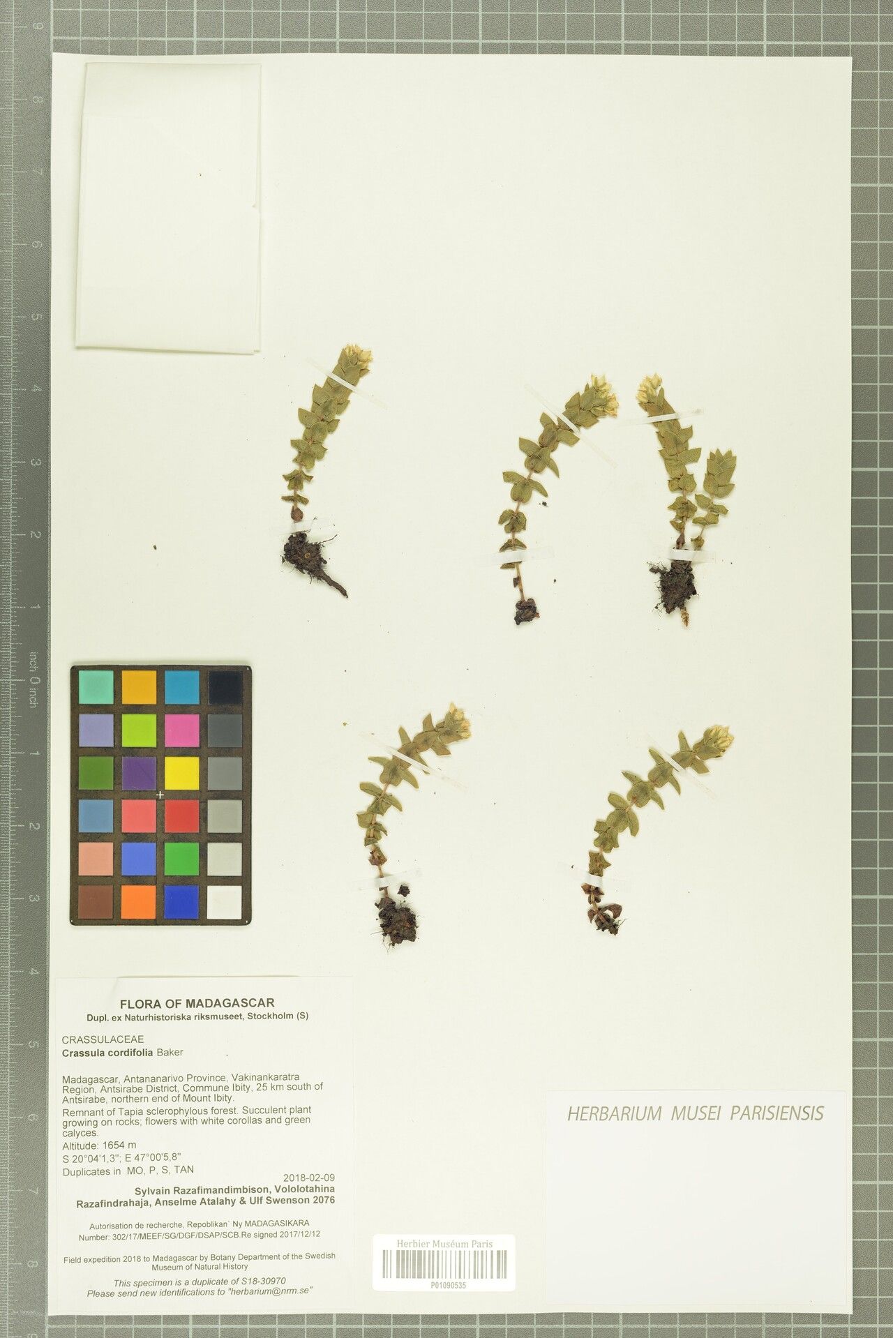 Crassula cordifolia — houseplant care guide