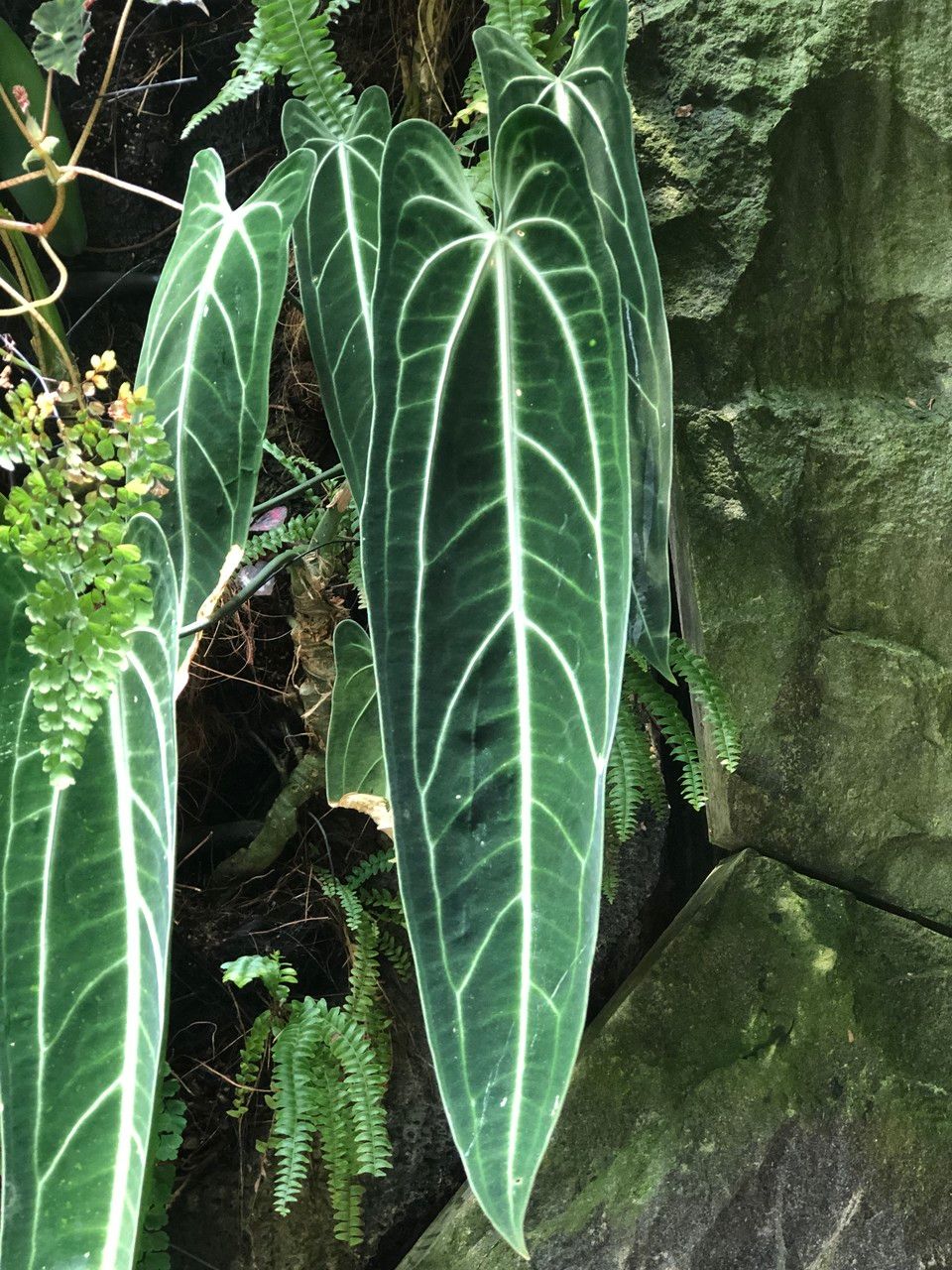 Anthurium warocqueanum leaf