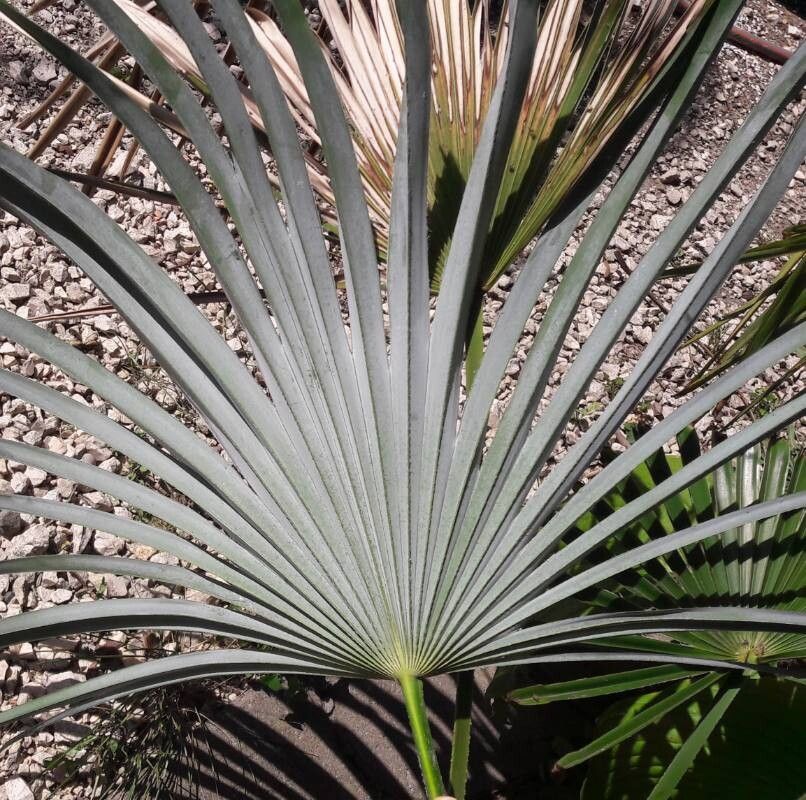 Trachycarpus ukhrulensis leaf