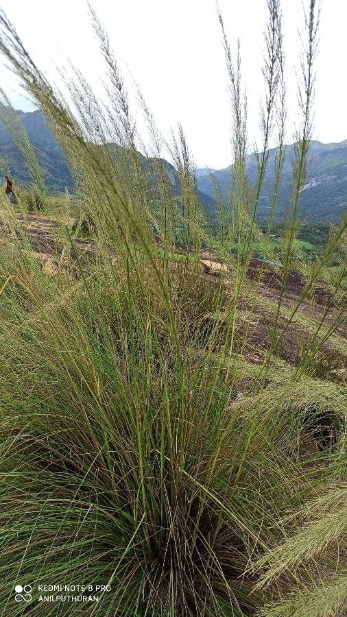 Stipa capillata flower