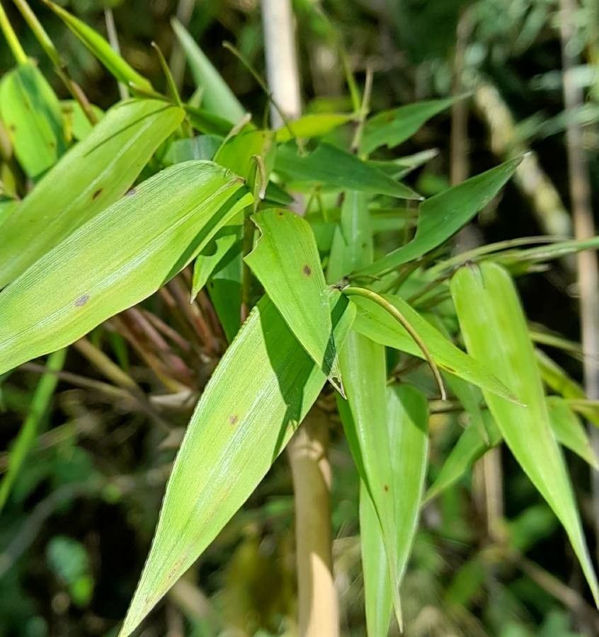 Chusquea ramosissima leaf
