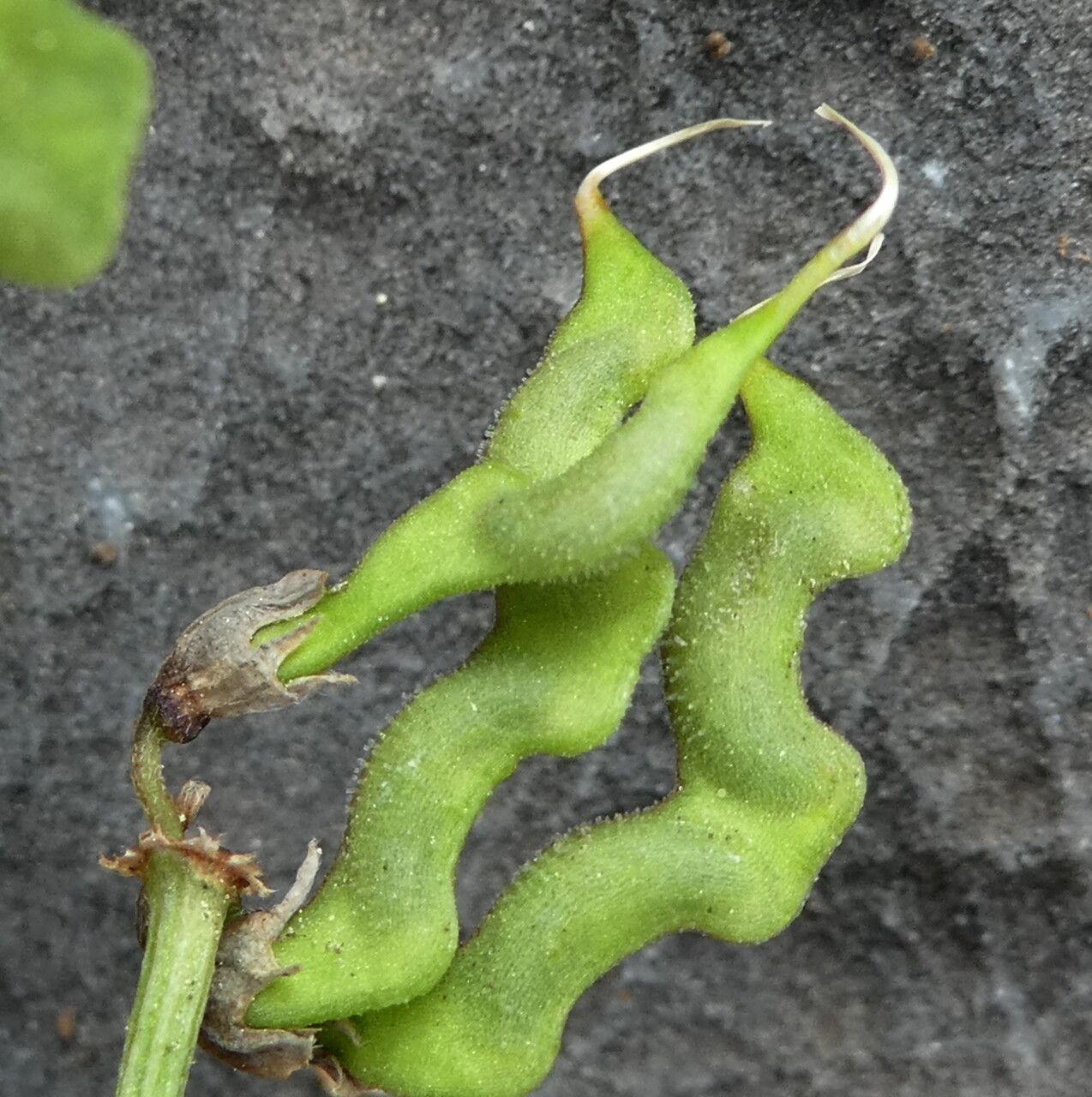Hippocrepis comosa fruit