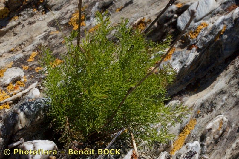 Daucus setifolius — search result for 'Daucus'